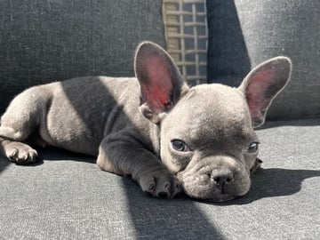 Fransk bulldog · Norrköping · Emiras frallor