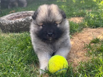 Keeshond · Herning · Michelle R.