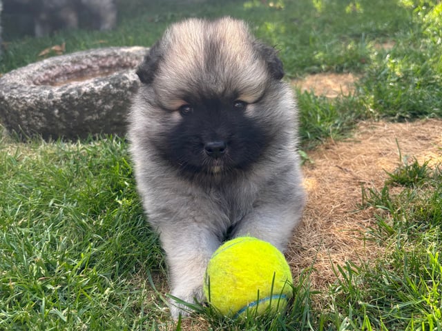 Keeshond