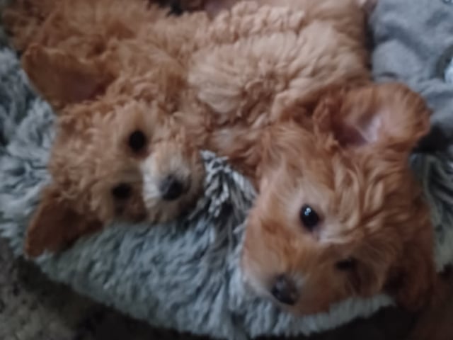 Blandras Dvärg pudel/ Bichon Havanais · Höör · Carola J.