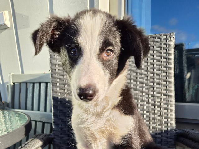 Border collie · Limhamn · Ruckeltofta Gård