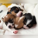 Jack Russell terrier