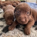 Labrador retriever