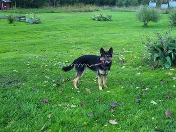 Schæferhund · Kramfors · Divatorpets