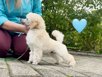 Miniature Poodle · Ås · Laila Johansen