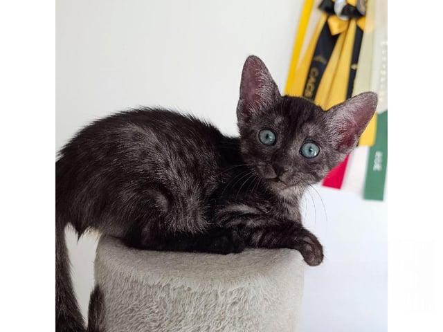 Egyptisk Mau
