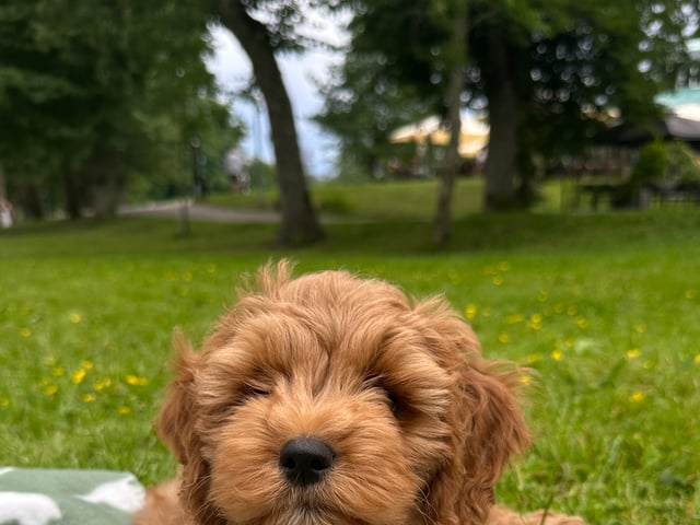 Cockerpoo
