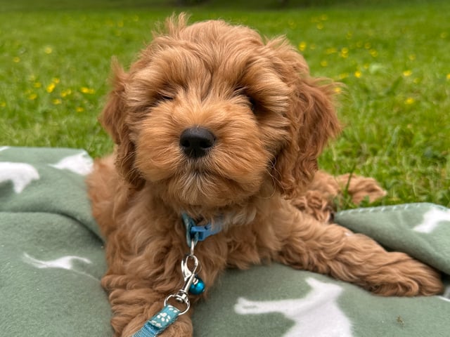 Cockerpoo
