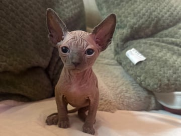 Sphynx · Skogås · Filippa J.