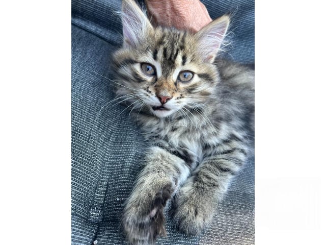 Sibirisk kat