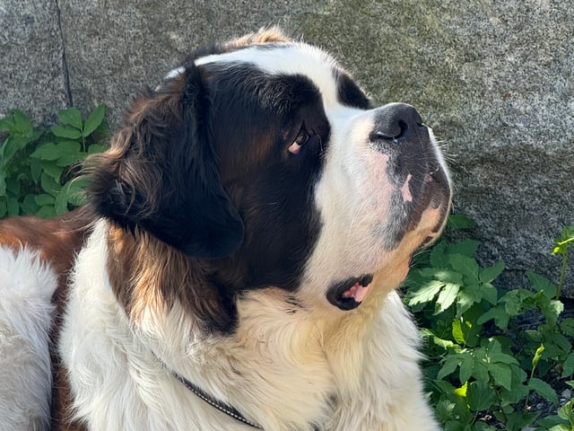 Saint Bernard