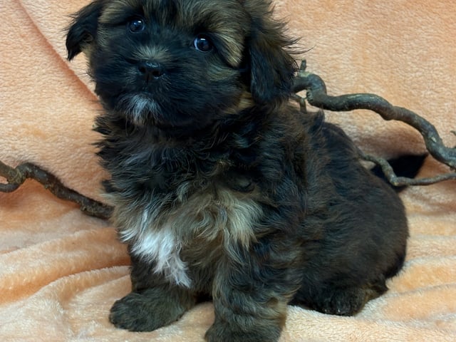 Bichon havanais