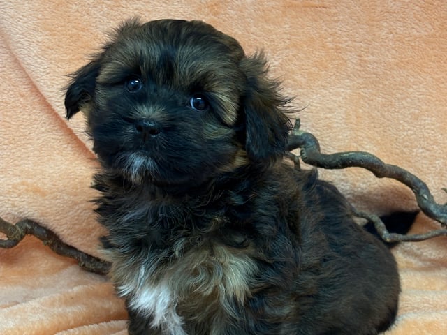 Bichon havanais