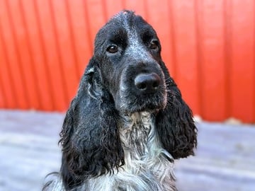 Passion Spaniels