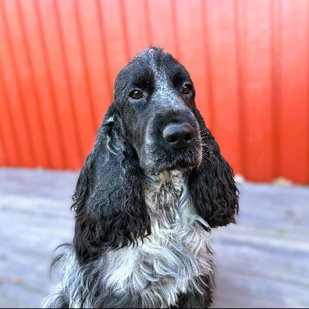 Passion Spaniels