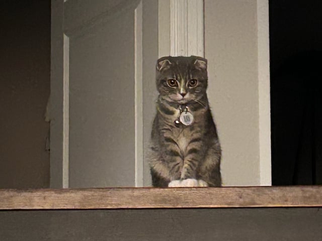 Scottish Fold