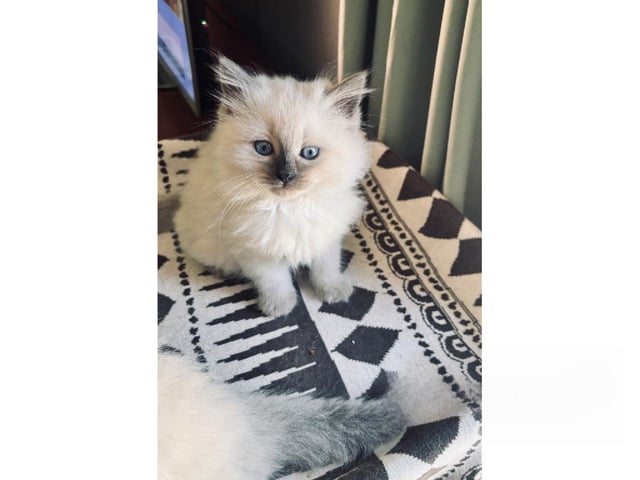 Sibirisk kat