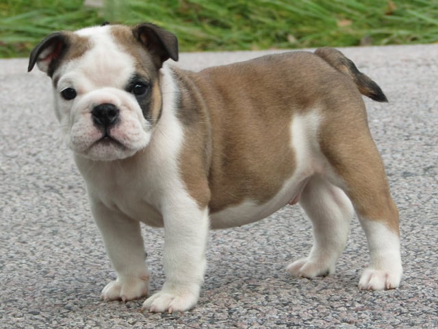 Engelsk bulldog