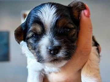 Biewer terrier · Köpingebro · Anna S.