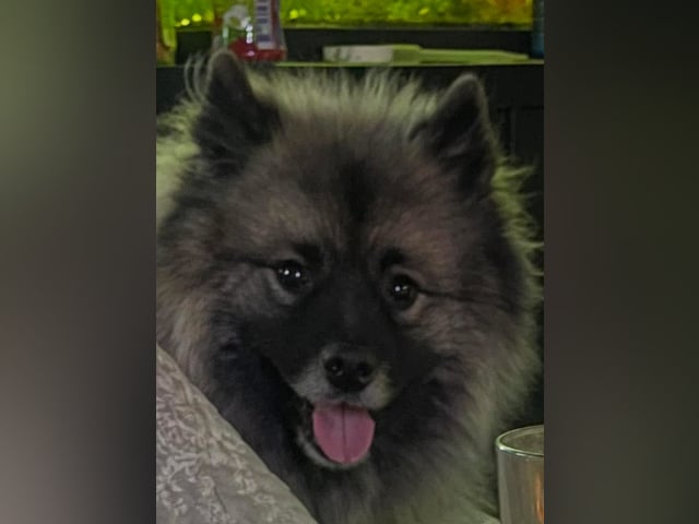 Keeshond