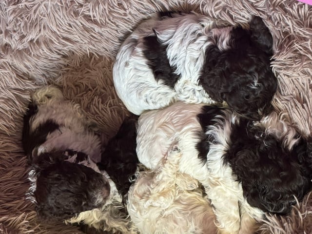 Lagotto romagnolo