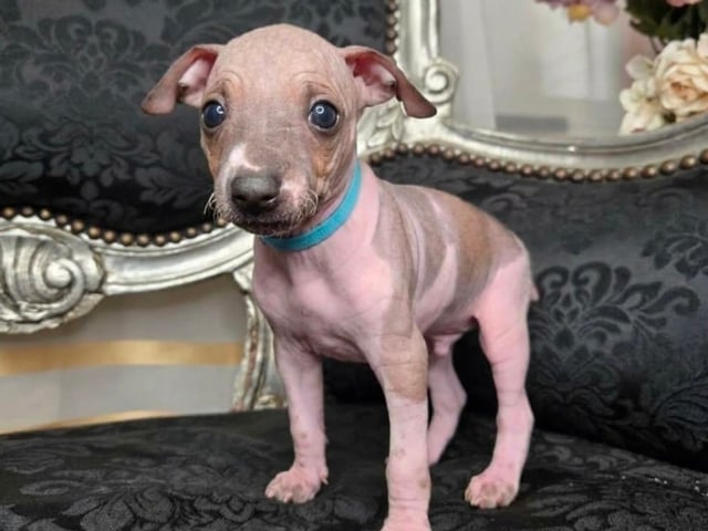 American Hairless Terrier