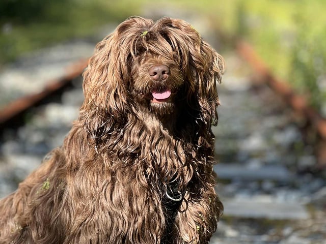 Portugisisk vandhund