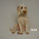 Mor: Issa
