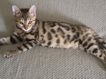 Bengal · Sollebrunn · SE*Tissan's