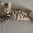 Bengal
