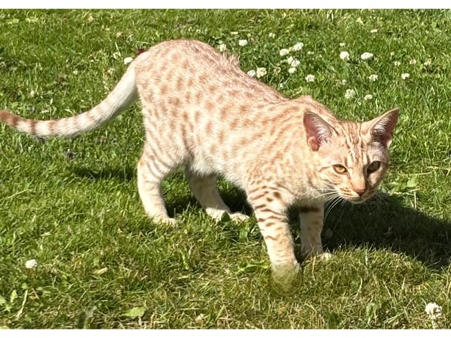 Ocicat
