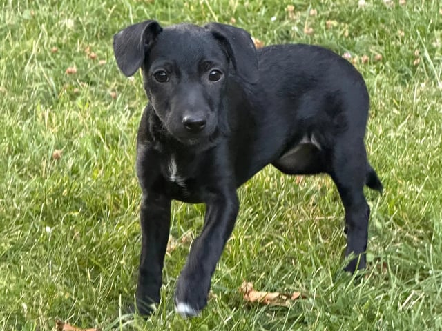 Xoloitzcuintle