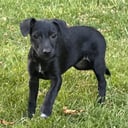 Xoloitzcuintle