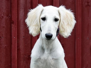 Saluki · Vaggeryd · Ojmanako's Lynette