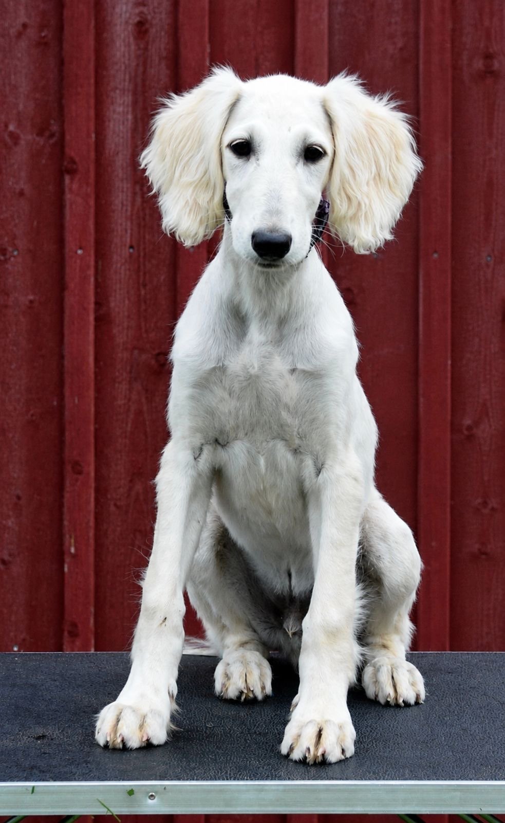 Temperament og personlighet