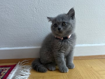Britisk korthår · Beder-Malling · Serine BlueCats