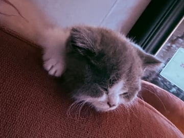 Crazy catlady