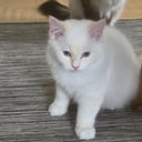 Ragdoll