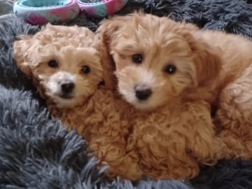 Blandras Dvärg pudel/ Bichon Havanais · Höör · Carola J.