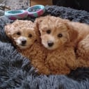 Blandras Dvärg pudel/ Bichon Havanais