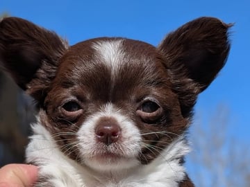 Chihuahua Långhåriga · Stenhamra · Cattlegirls