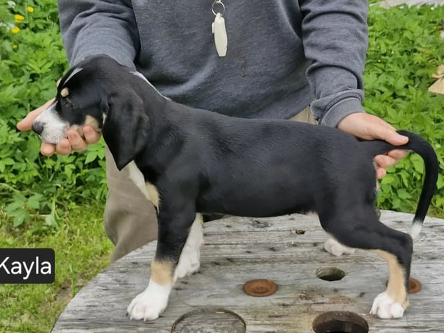 Norwegian Hound