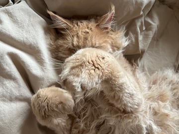Maine Coon · Helgeroa · Rebecca A.