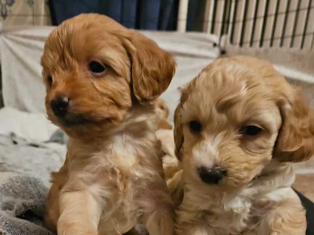 Maltipoo