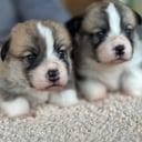 Welsh Corgi Pembroke