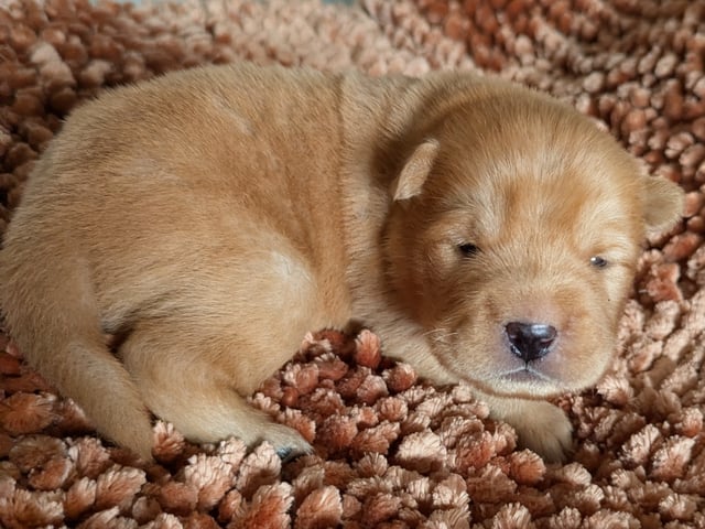 Shar pei