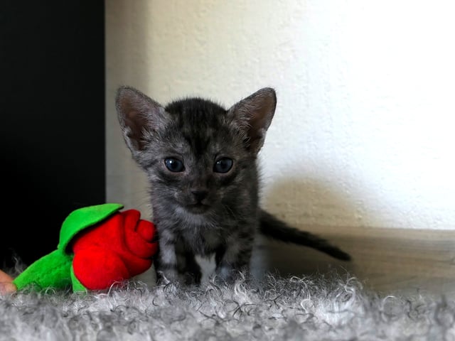 Egyptisk Mau
