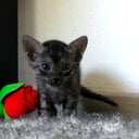 Egyptisk Mau
