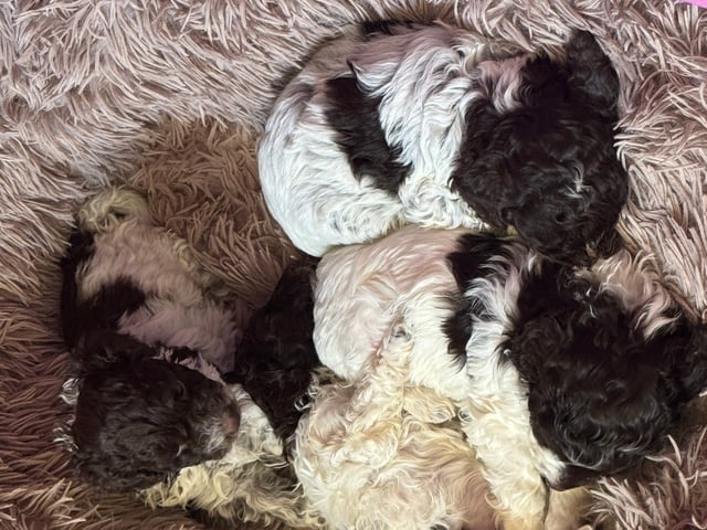 Lagotto romagnolo