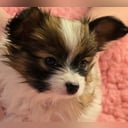 Papillon